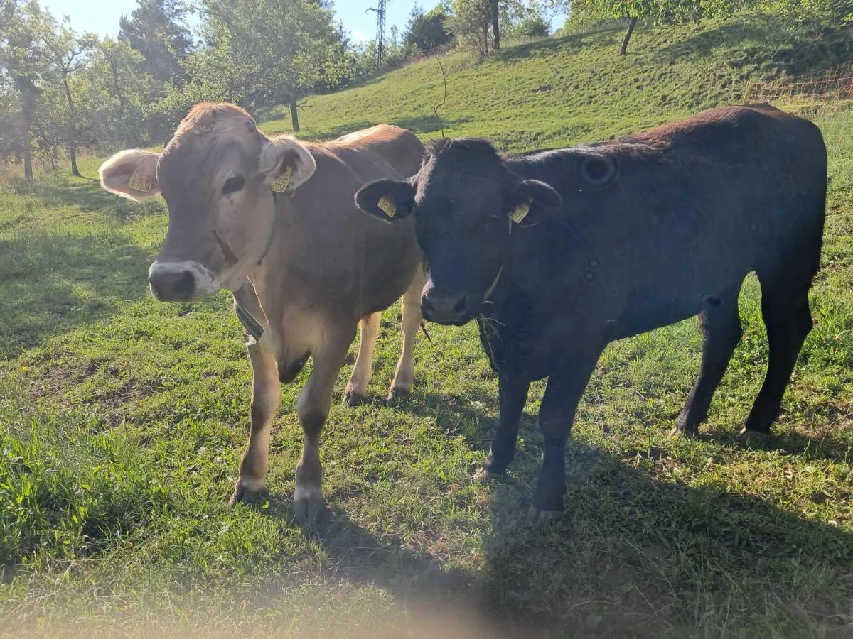 Dve teleti na pašniku ob naši hiši